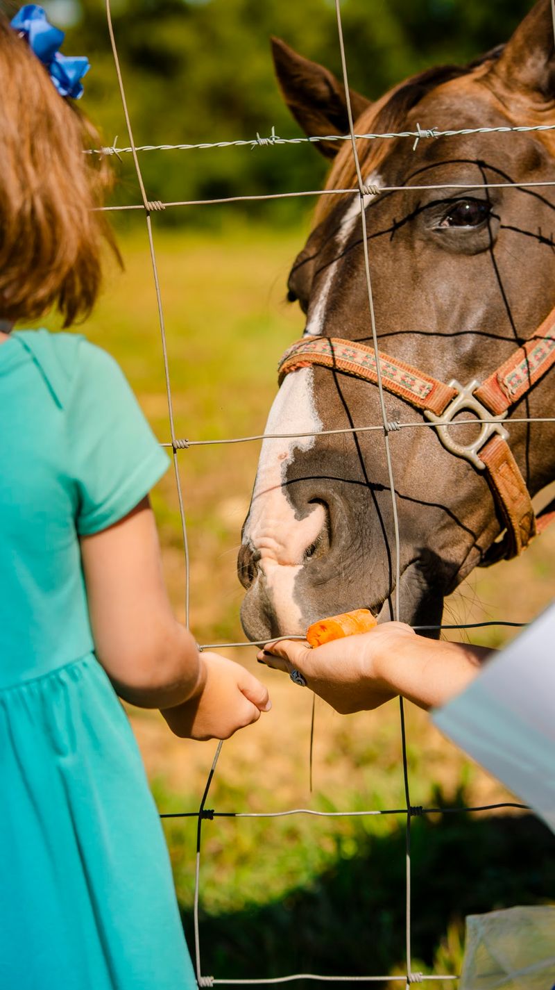 Farm Animals You Can Actually Get Close To