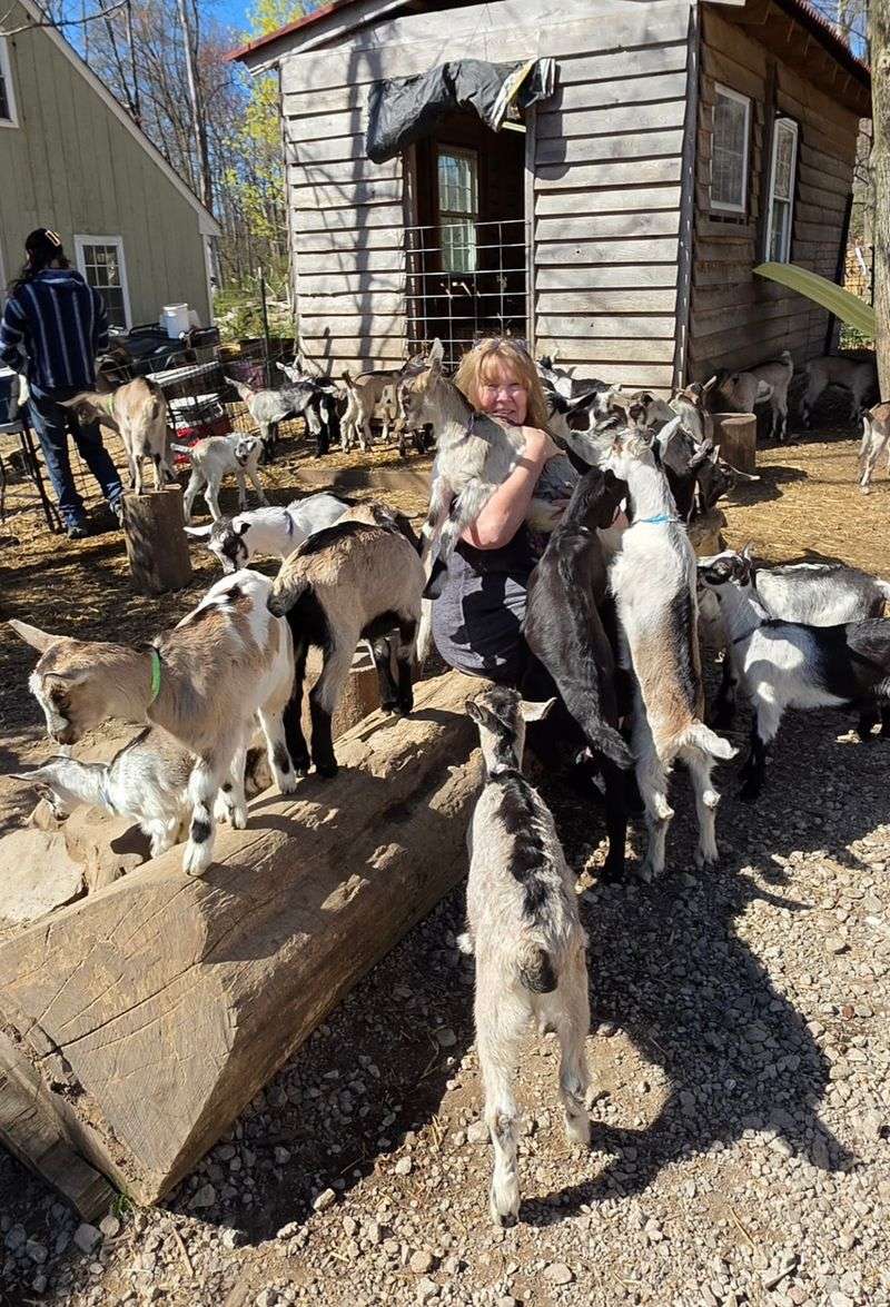 Farm Tours That Show The Whole Milk To Cheese Journey