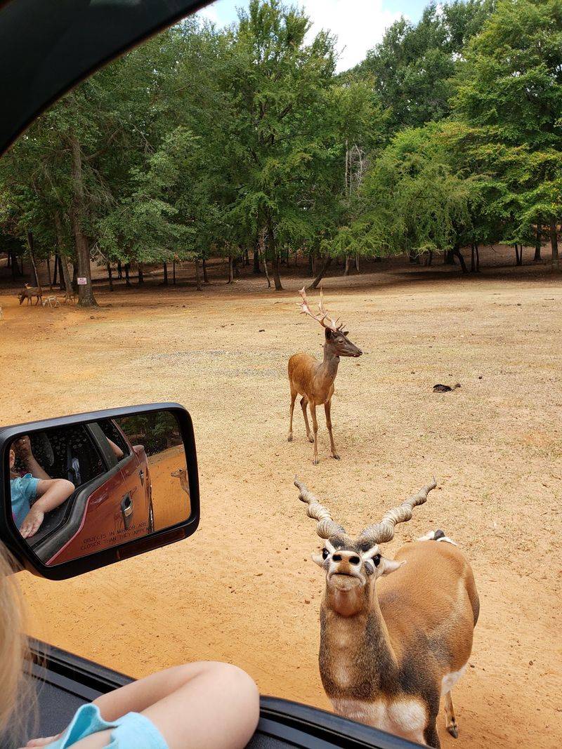Feeding From the Driver's Seat, Rules and All