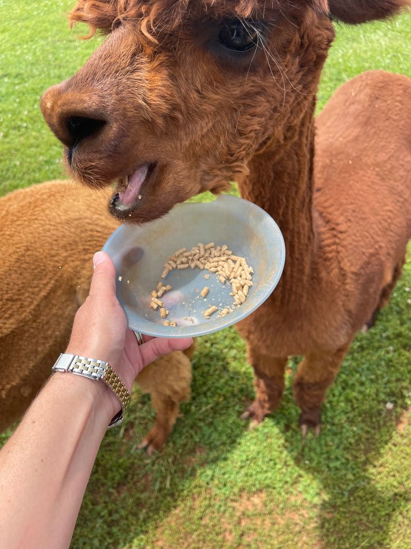 Feeding Time: The Part Everyone Secretly Loves Most