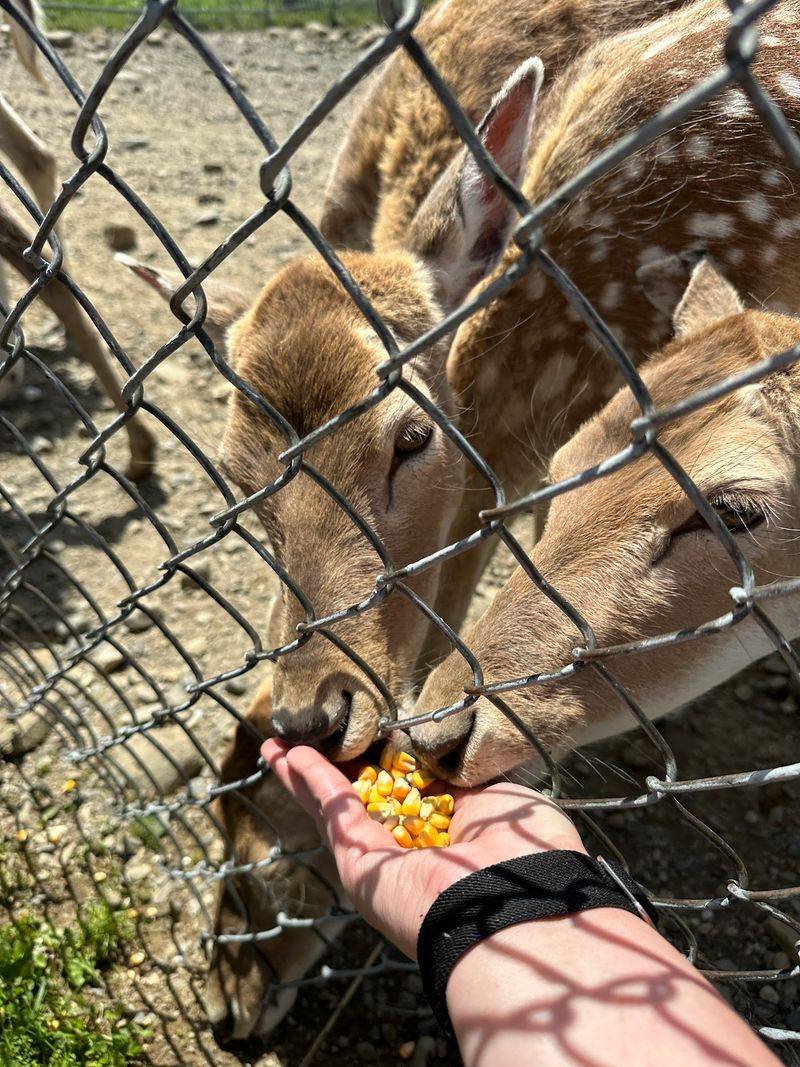 Feeding the Animals, A Highlight for Every Age Feeding the Animals, A Highlight for Every Age