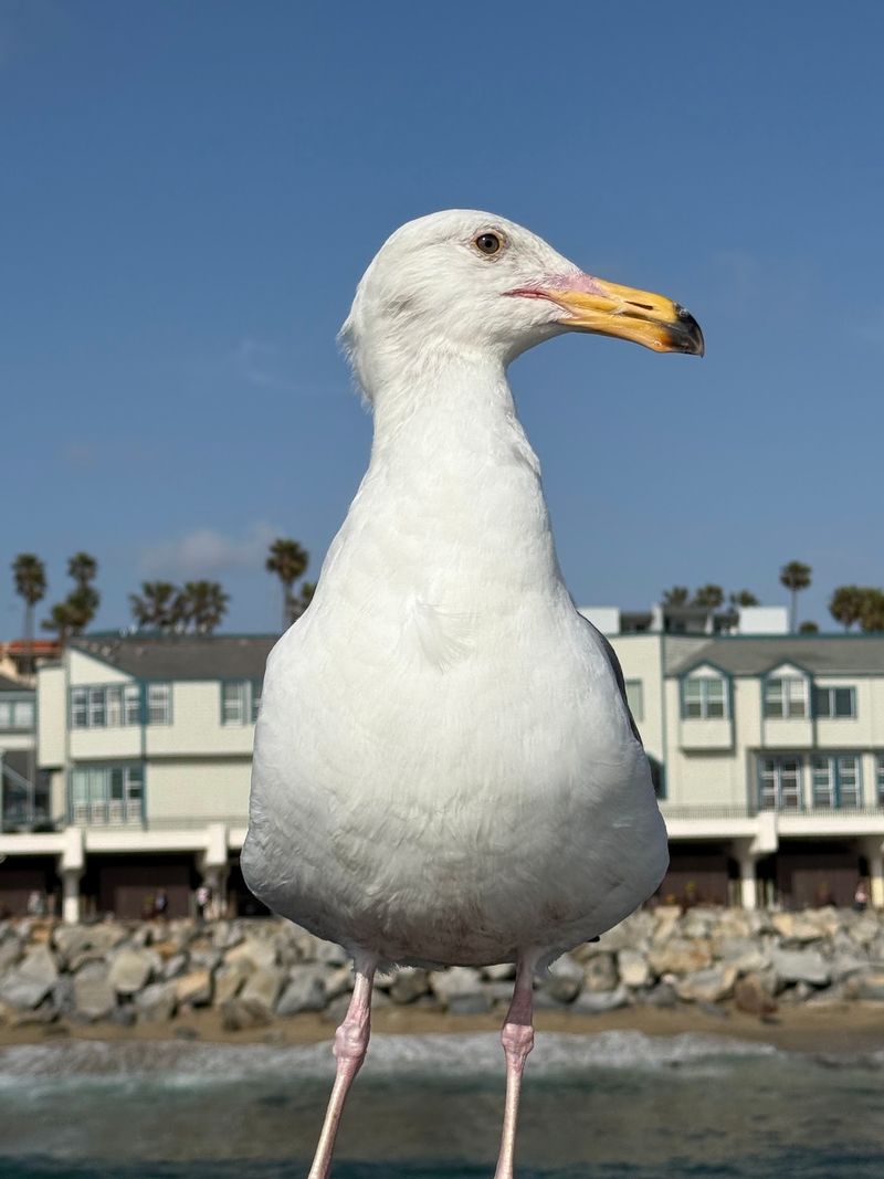 Fifteen Species Sharing One Noisy Neighborhood
