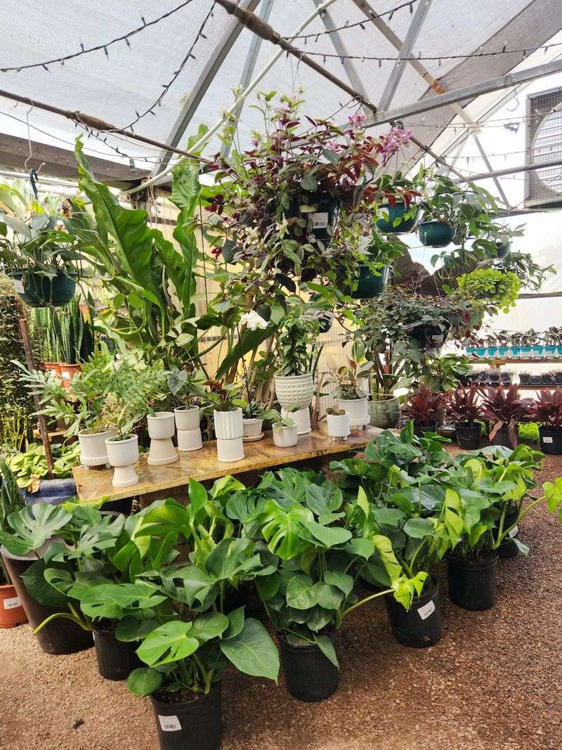 Four Greenhouses, Four Different Moods Four Greenhouses, Four Different Moods