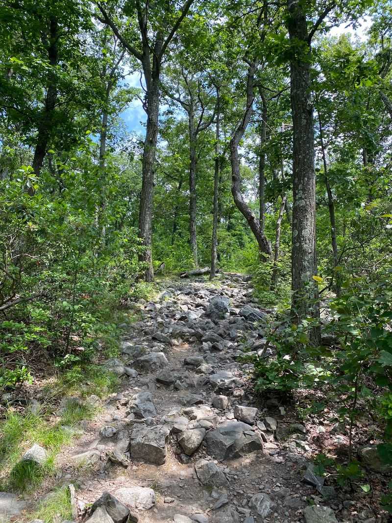 Fourteen Snake Species Share These Slopes