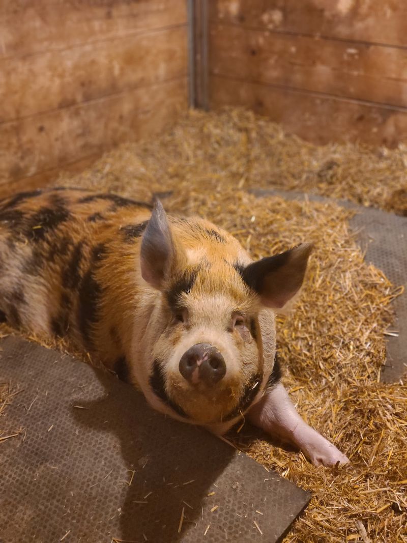 Freddy the Pig Who Escaped a Slaughterhouse Freddy the Pig Who Escaped a Slaughterhouse