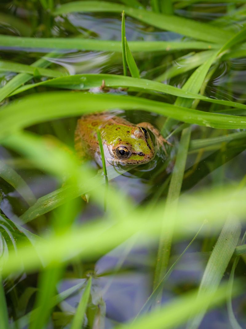 Frog Song From Hidden Vernal Pools