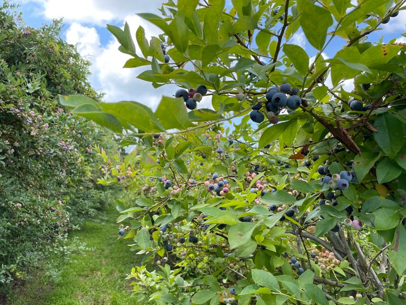 From Bare Ground to Eight Miles of Hedgerows From Bare Ground to Eight Miles of Hedgerows