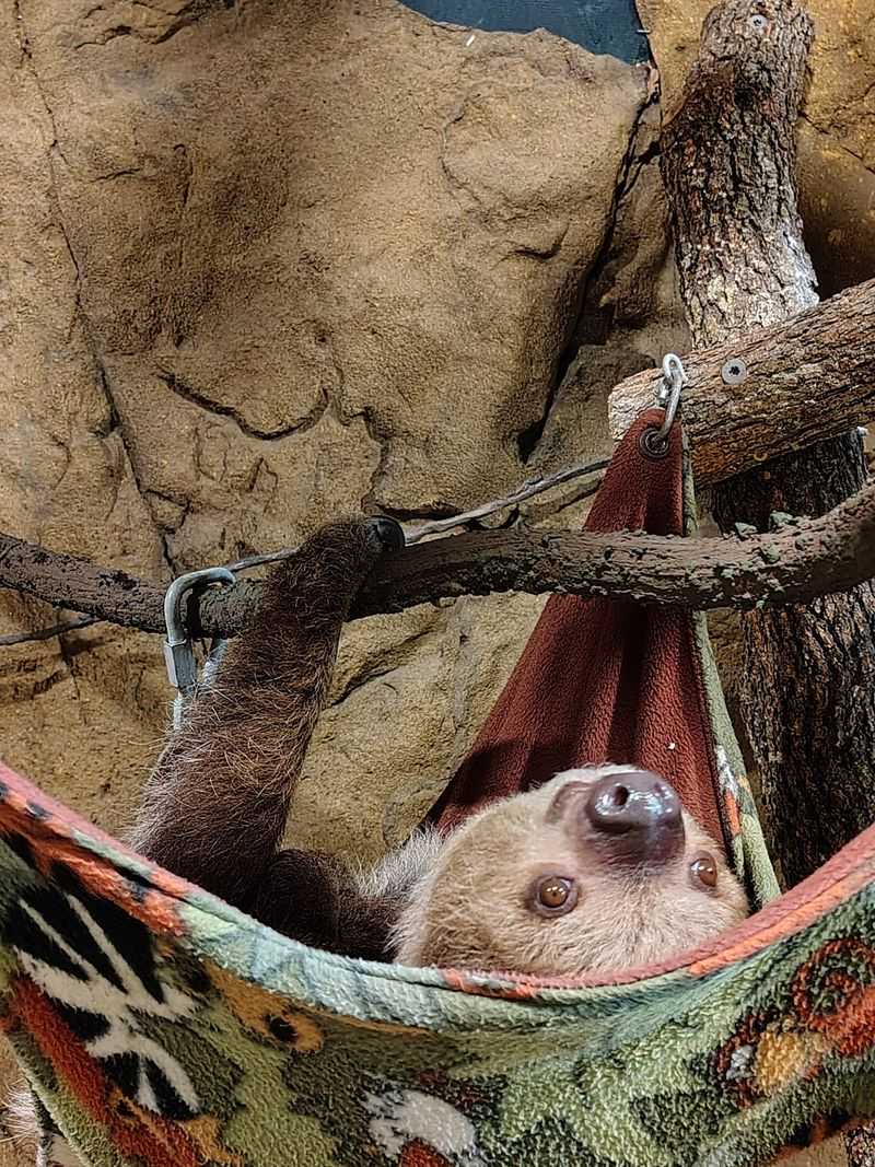 Funky Monkey Ranch