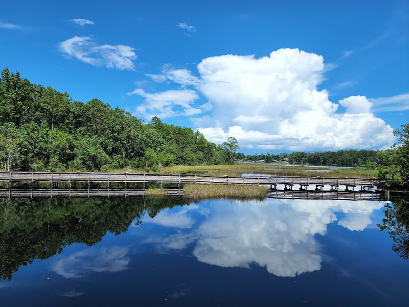 Gators, Blue Crabs, And A Boardwalk Over Black Water Gators, Blue Crabs, And A Boardwalk Over Black Water