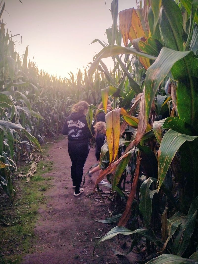 Get Lost in the Midwest's Grandest Corn Maze