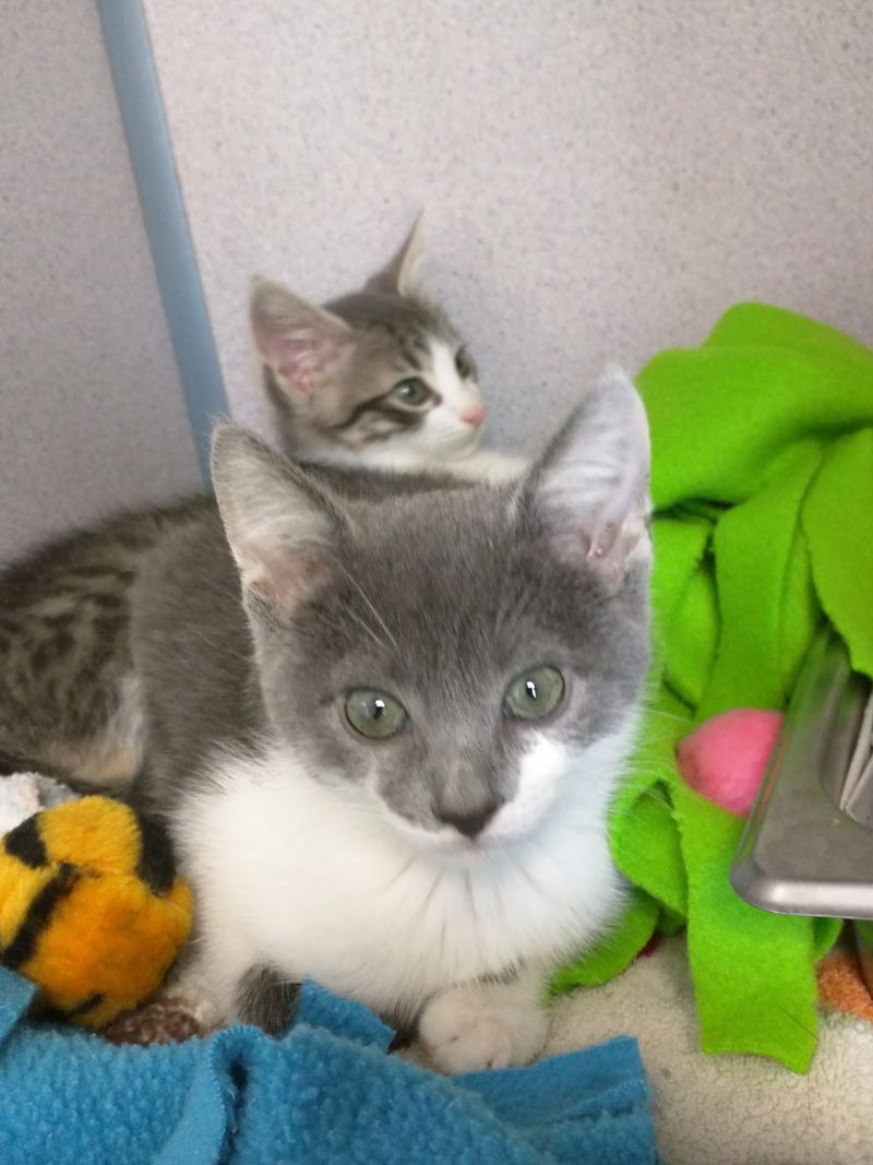 Giving Homeless Pets a Future Giving Homeless Pets a Future