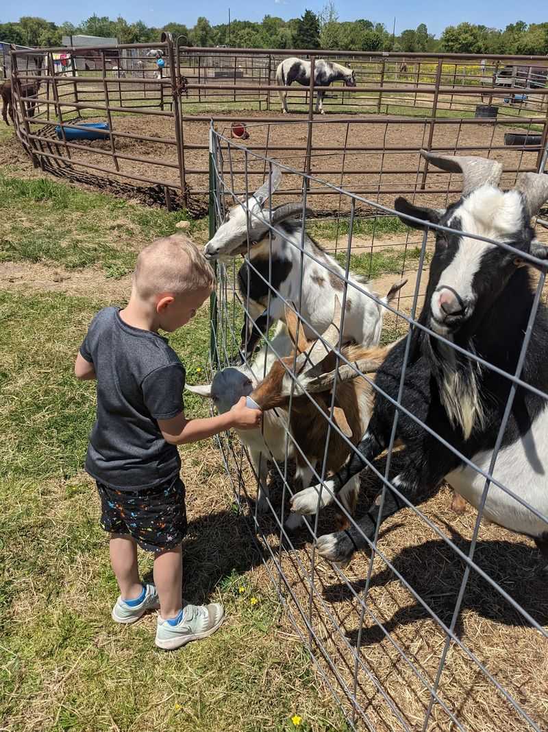 Goats Are Ready For Attention Goats Are Ready For Attention