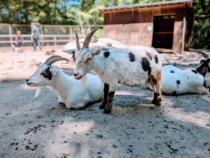 Goats, Deer, and a Petting Area With Personality