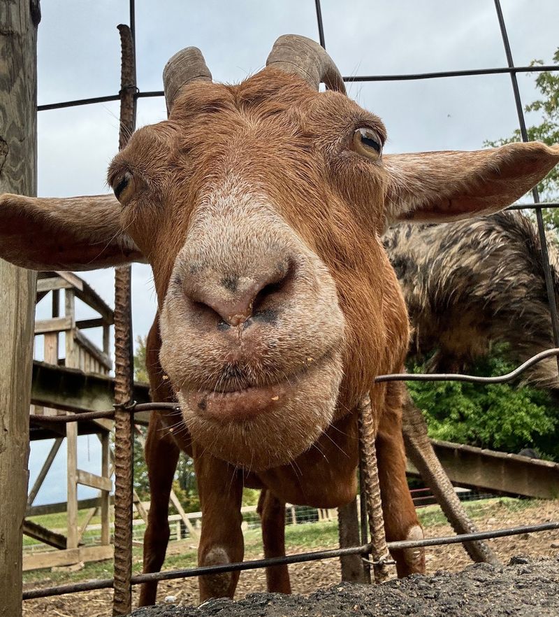 Goats, Emus, and a Free Petting Zoo