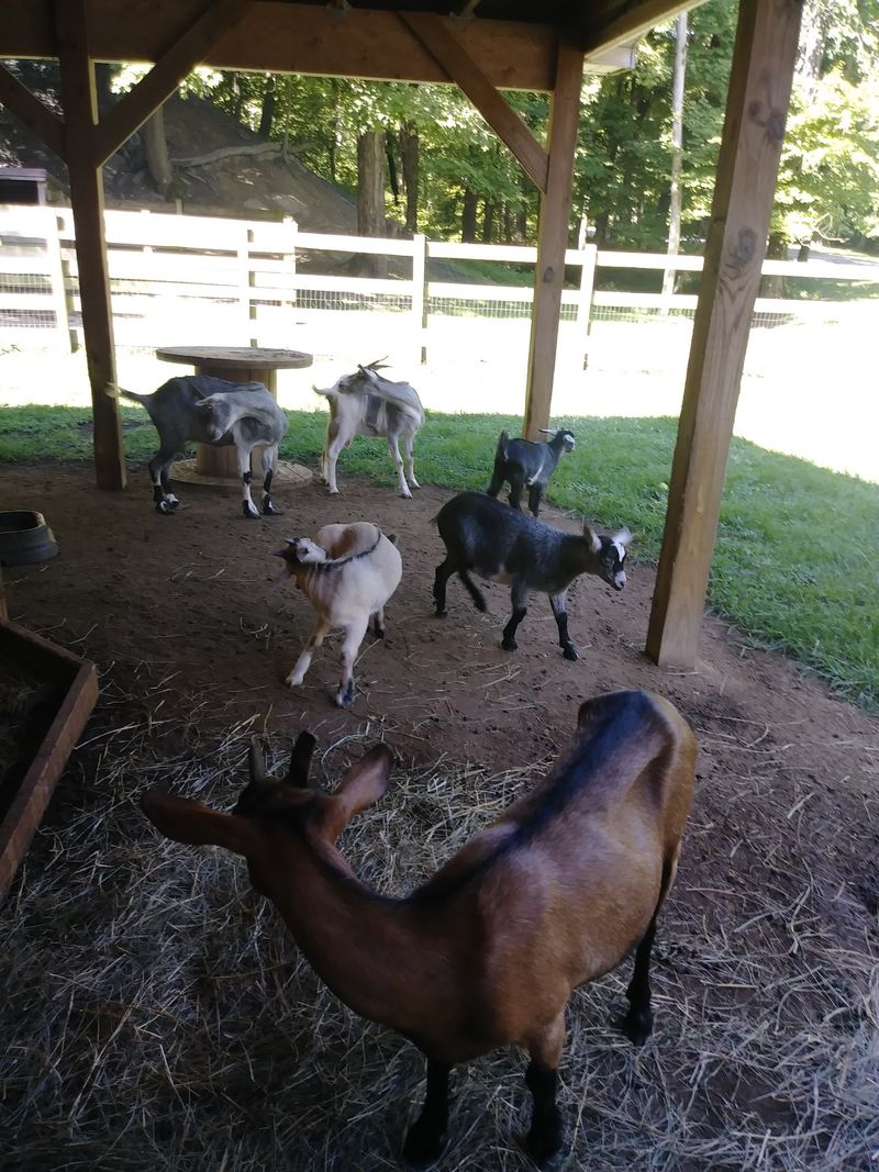 Goats On The Road And A Free Petting Zoo