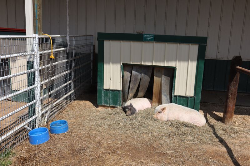Goats, Pigs, And Everybody Else In The Barnyard Goats, Pigs, And Everybody Else In The Barnyard