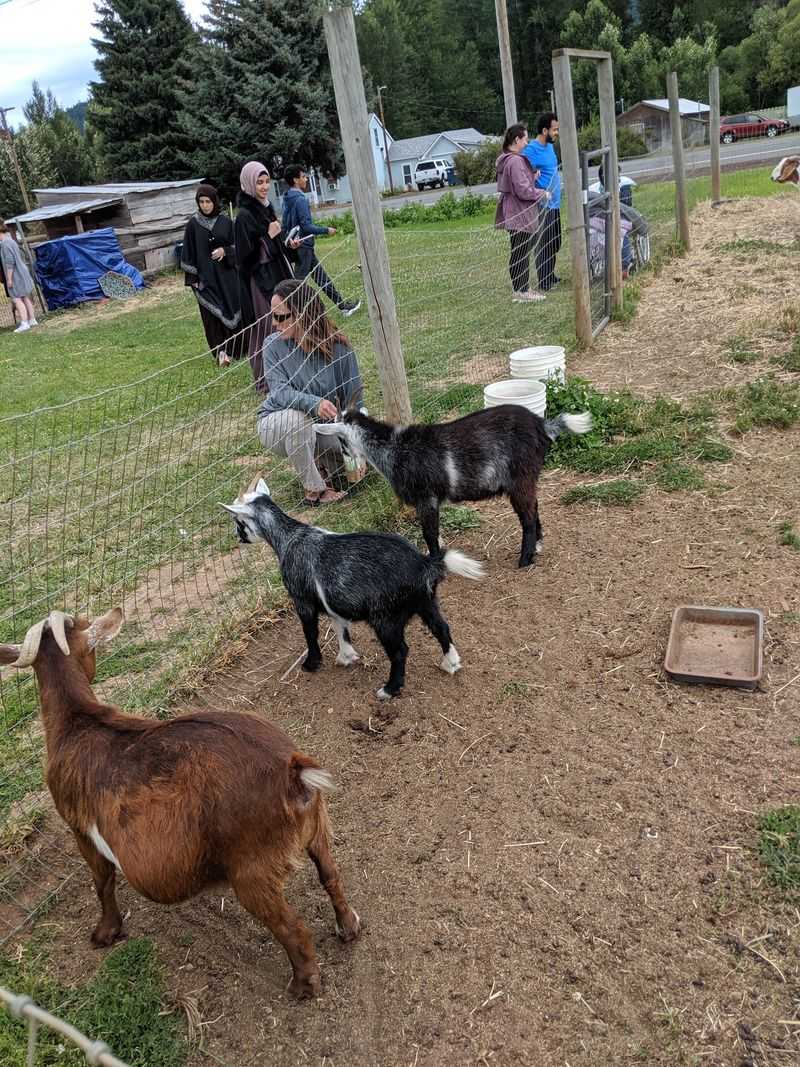 Goats That Will Absolutely Notice Your Snack Bag