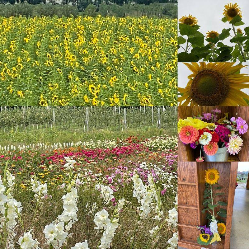 Golden Sunflower Fields That Steal Every Photo