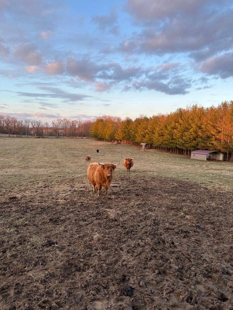 Golf Cart Rides Straight Into The Fluffy Herd
