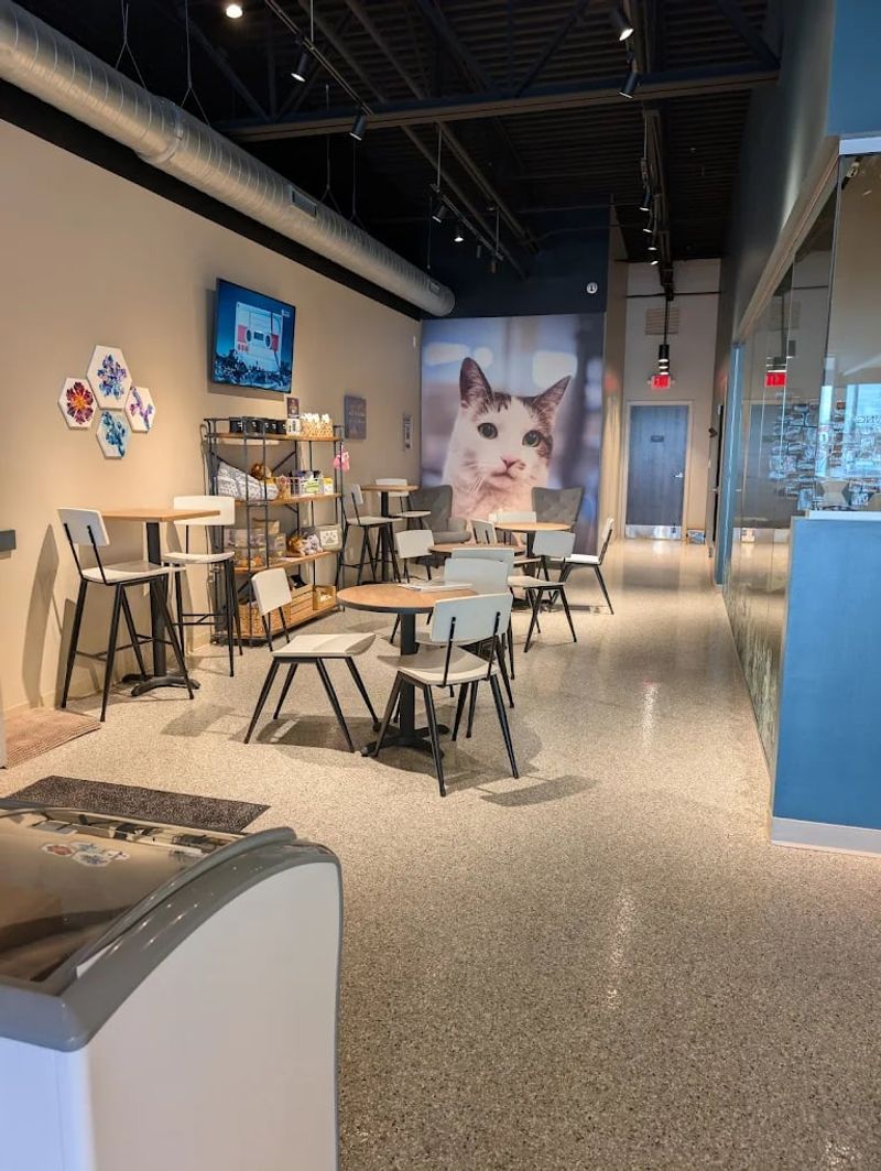 Hamilton County's Pioneer Cat Café and Its Heartfelt Mission