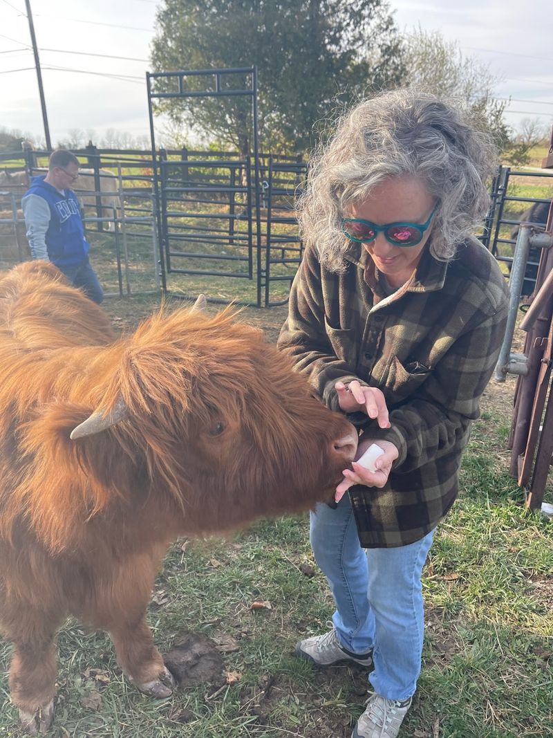 Hand-Feeding Cow Snacks To Horned Giants