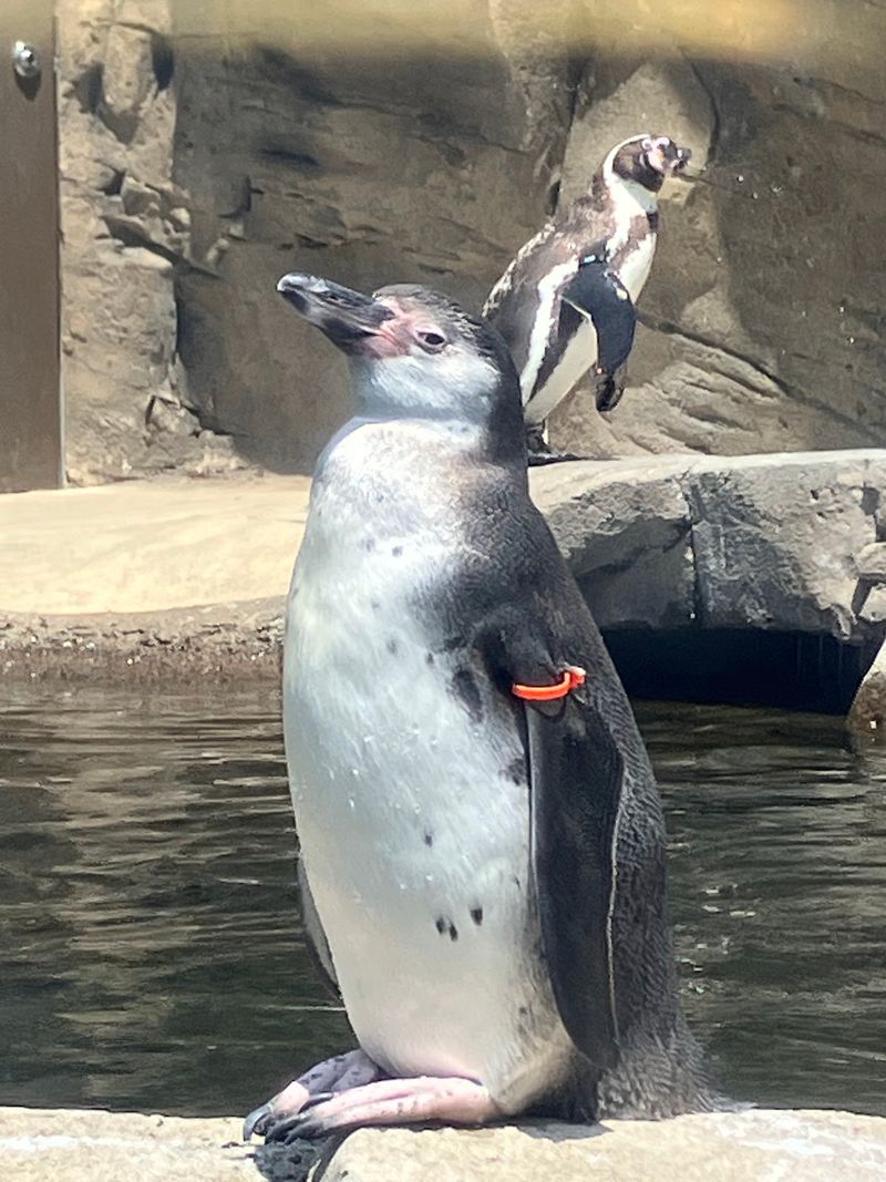 Handing A Fish To A Penguin