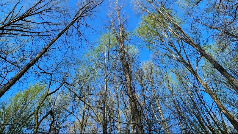 Have You Ever Climbed Into the Forest Canopy
