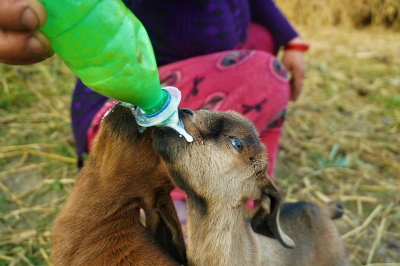 Have You Ever Tried Bottle-Feeding a Baby Goat