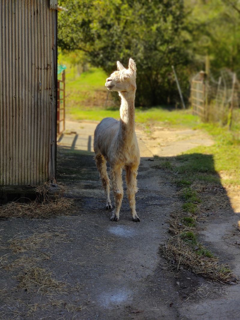 Have You Ever Woken Up on an Alpaca Farm, Because You Really Should Have You Ever Woken Up on an Alpaca Farm, Because You Really Should