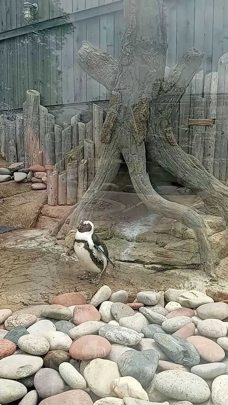 Head to Penguin Cove for the Underwater Show