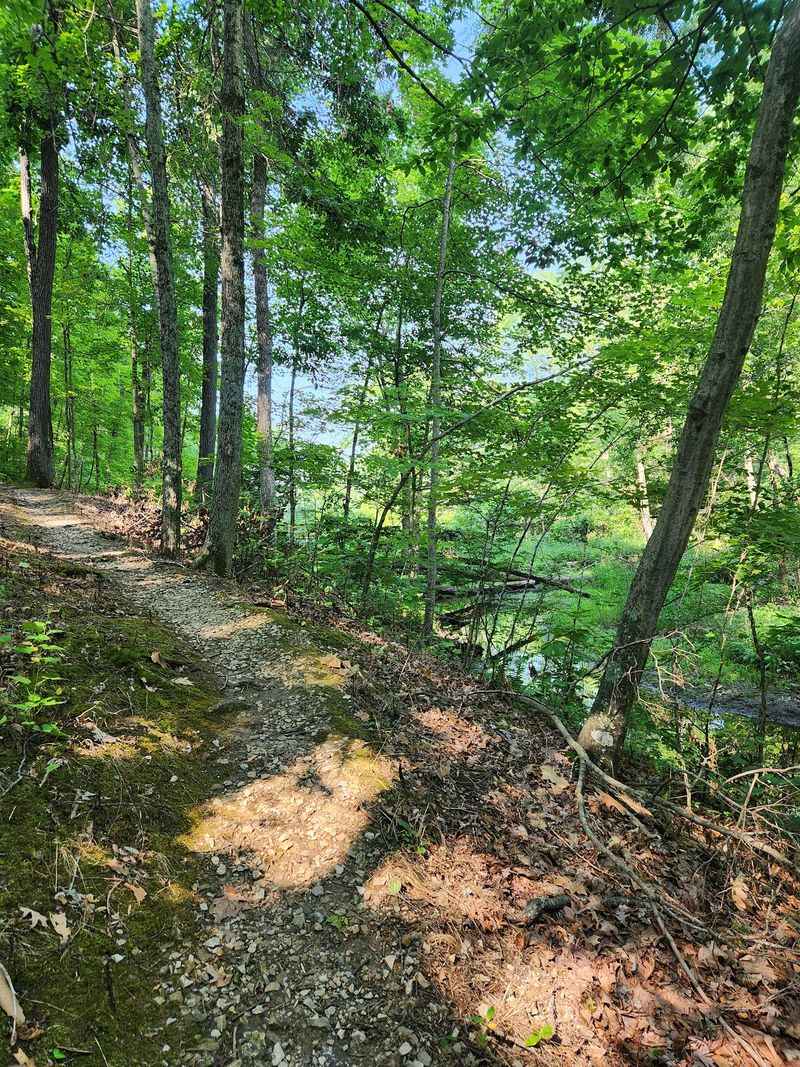 Hidden Woodland Trails Beyond the Lakeside Views