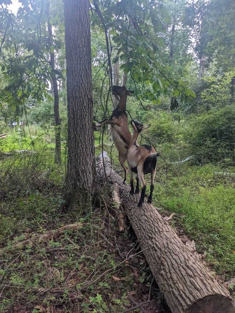 Hiking The Woods With A Herd Of Goats
