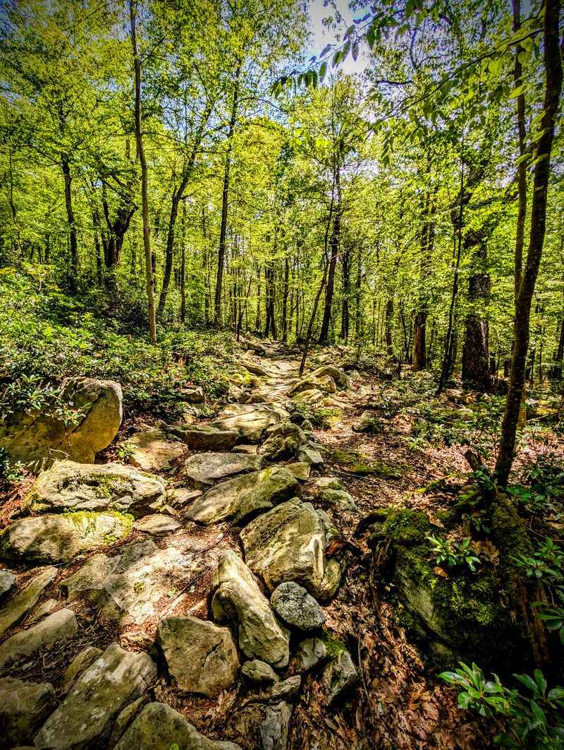 Hiking Trails Through the Forest Hiking Trails Through the Forest