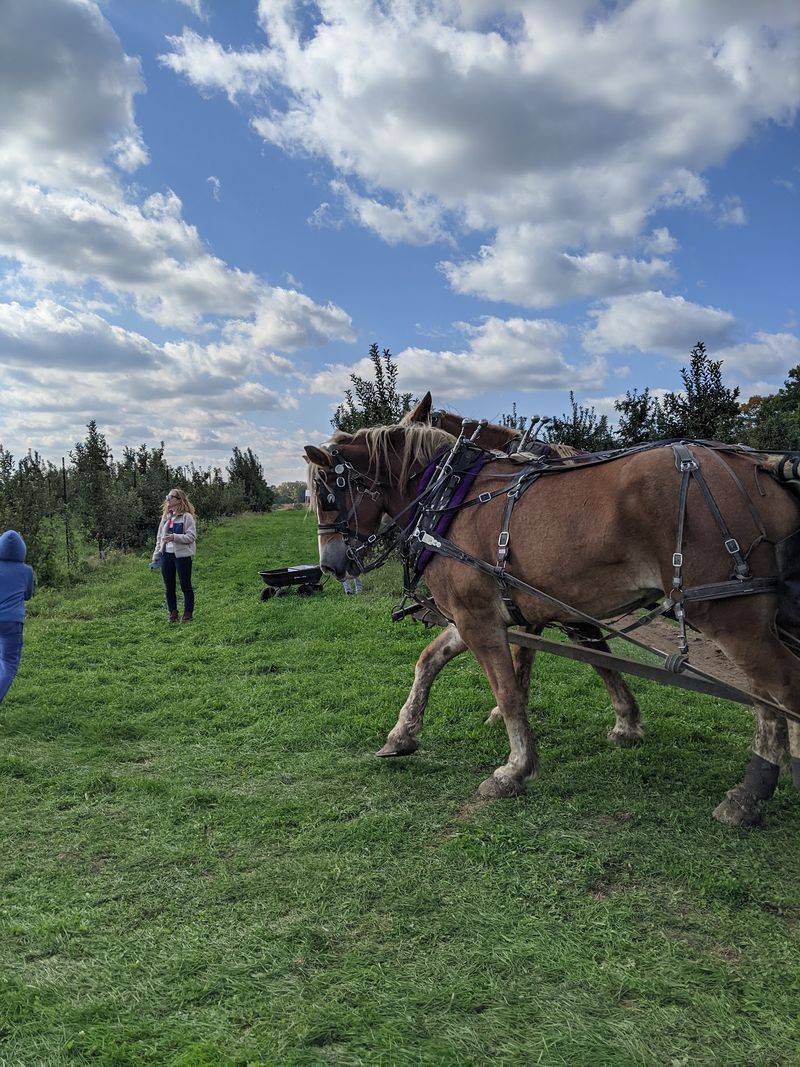 Hop A Wagon, Horse Drawn Or Tractor Pulled