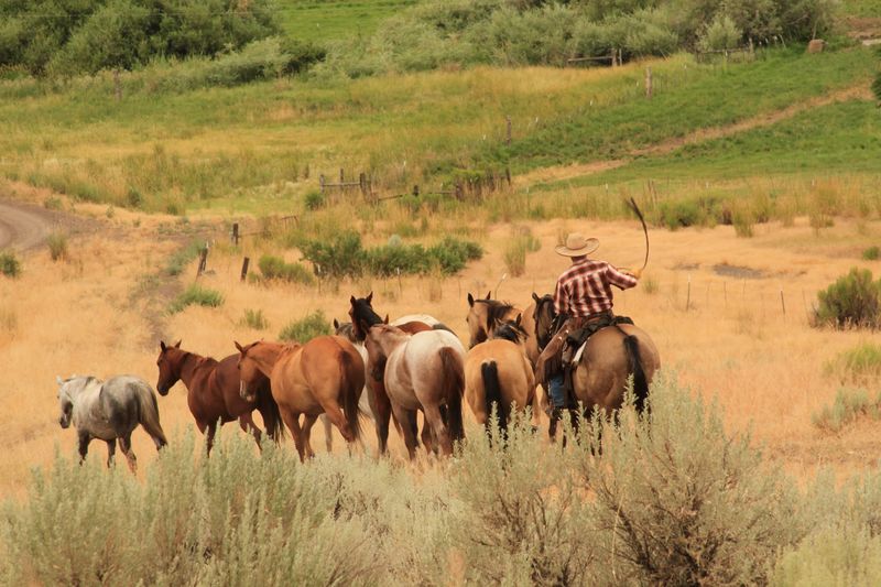 Horses Matched To Whoever Shows Up