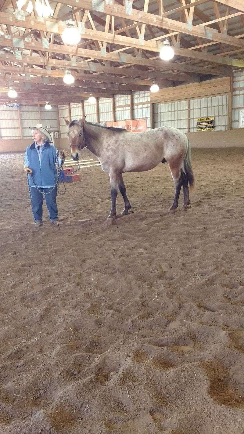 Horses Who Got A Second Shot Horses Who Got A Second Shot