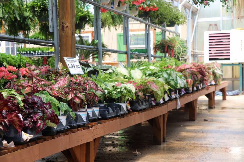 Houseplants That Quietly Take Over Houseplants That Quietly Take Over
