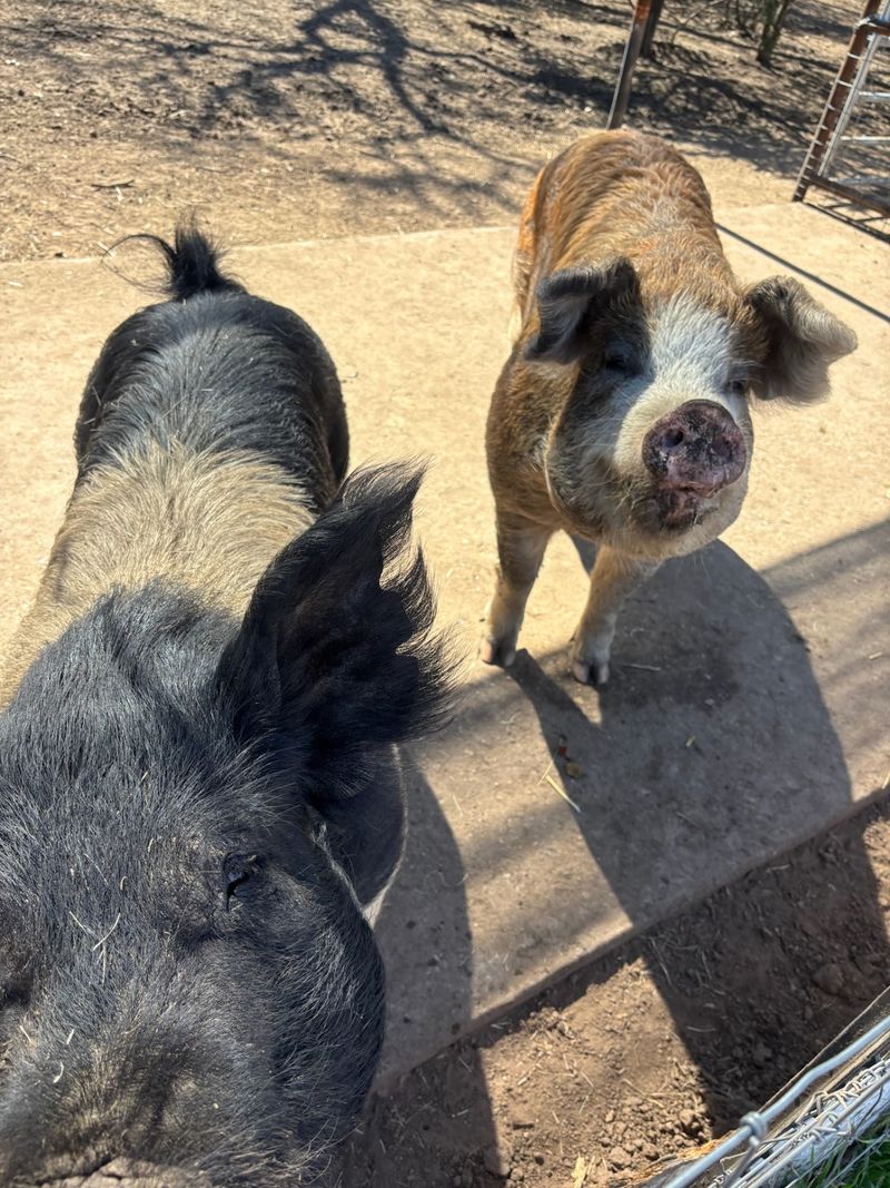 How Austin Farm Sanctuary Got Its Start