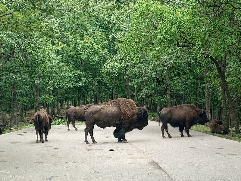 How Close The Wild Feels To Home How Close The Wild Feels To Home