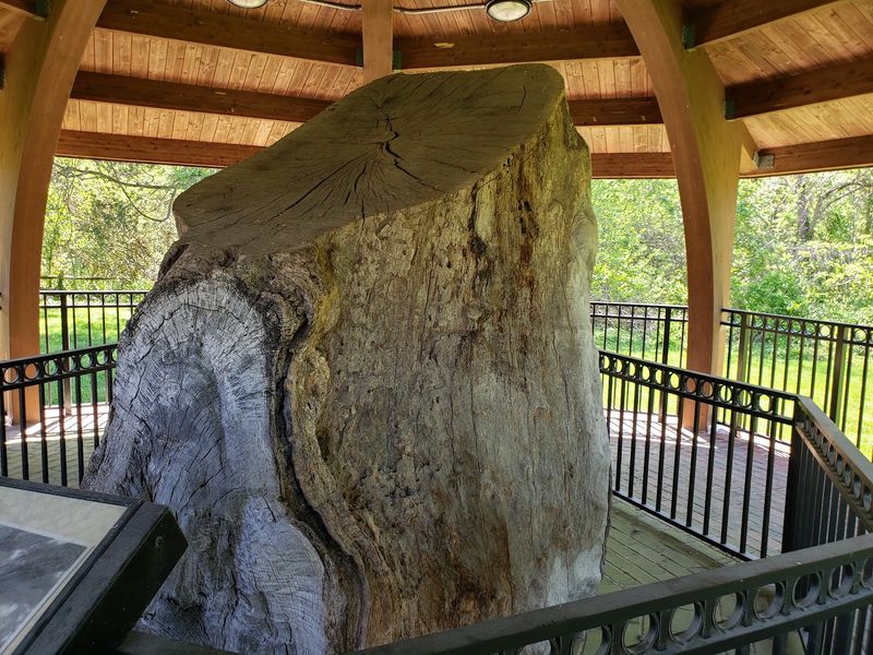 How an Acorn From the 1540s Became Maryland's Most Famous Resident