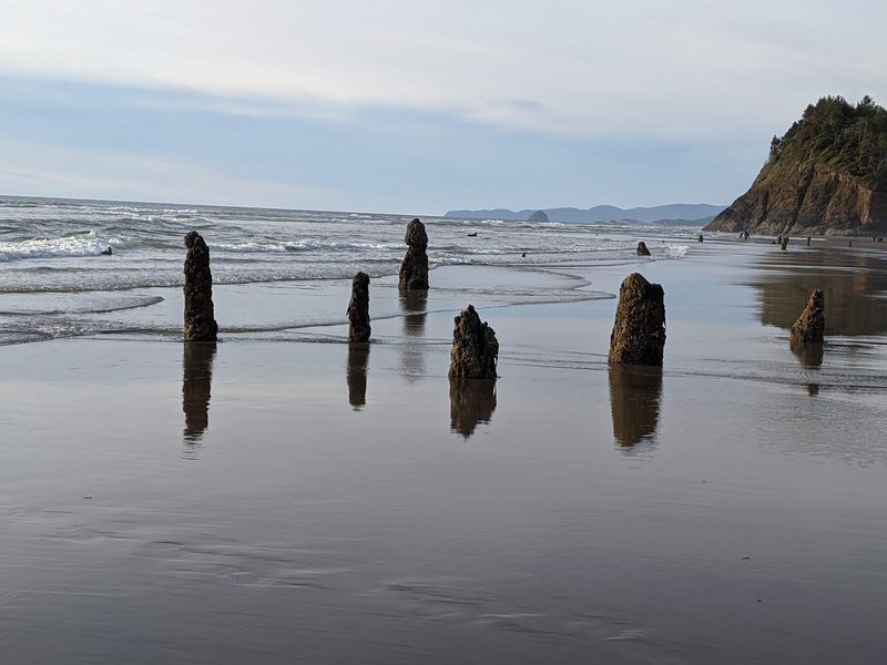 How an Earthquake Turned Woods Into Beach How an Earthquake Turned Woods Into Beach
