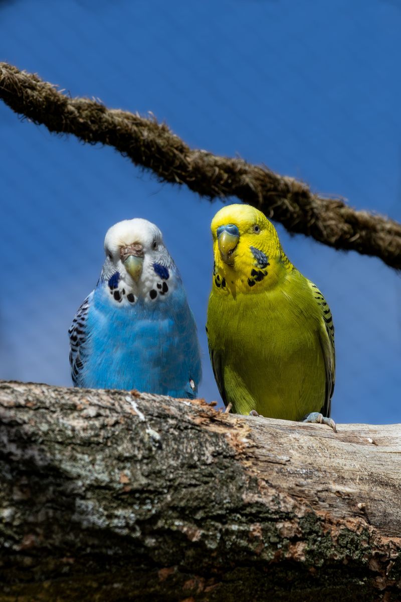 Hundreds Of Budgies, One Seed Stick, Zero Fences Between