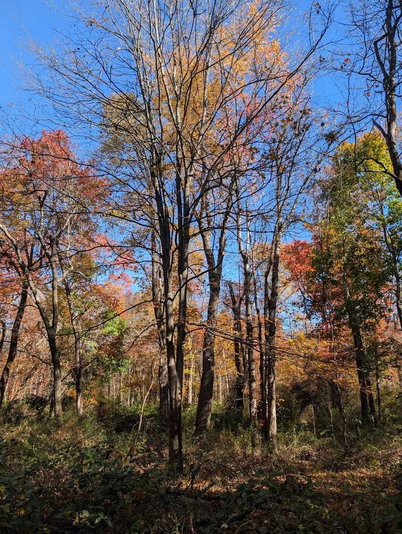 Hutcheson Memorial Forest
