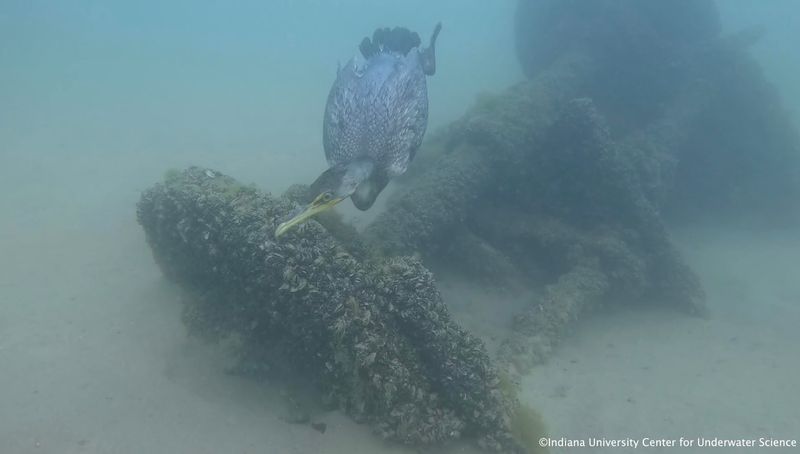 Indiana's First Underwater Nature Preserve Sits Just Offshore