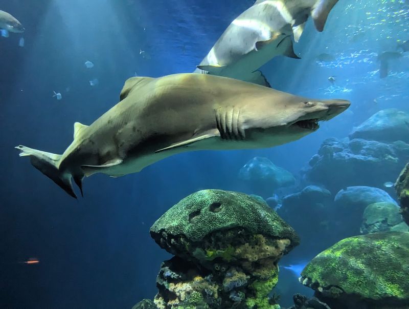 Inside the Secret Reef, a 618,000 Gallon Slice of the Gulf Inside the Secret Reef, a 618,000 Gallon Slice of the Gulf
