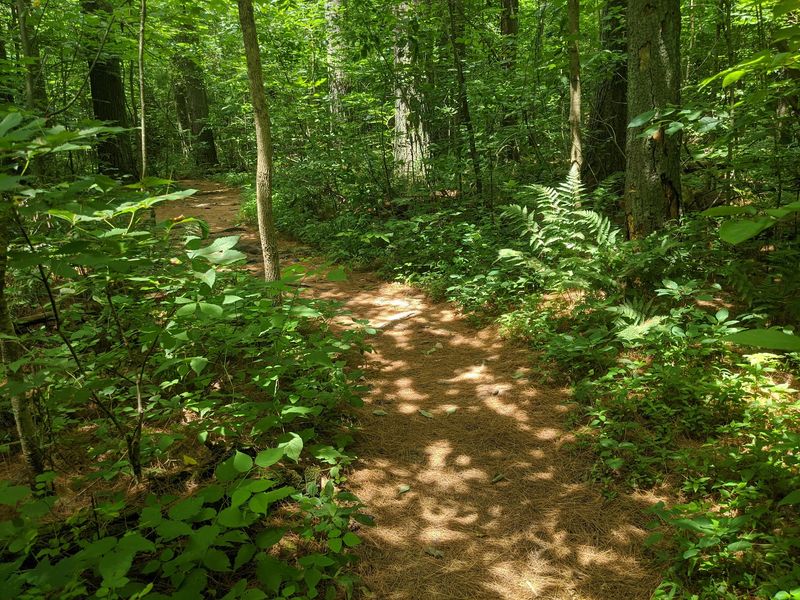Jackson Creek Trail and the Joy of Wandering It