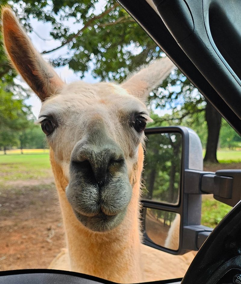 Kangaroos, Capybaras and Other Unexpected Residents
