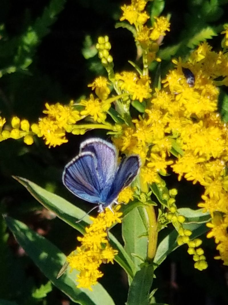 Karner Blue Butterfly Conservation Habitat