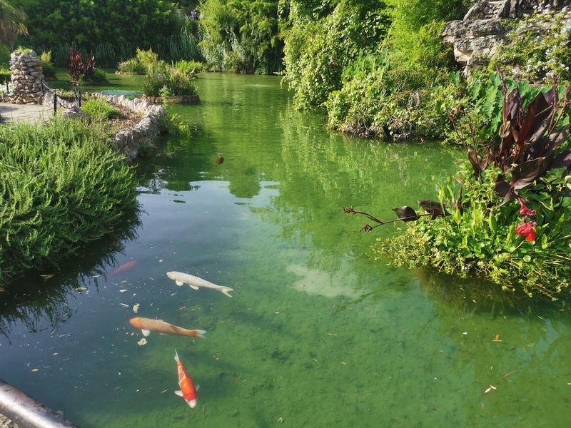 Koi Ponds Where The Fish Practically Greet Visitors