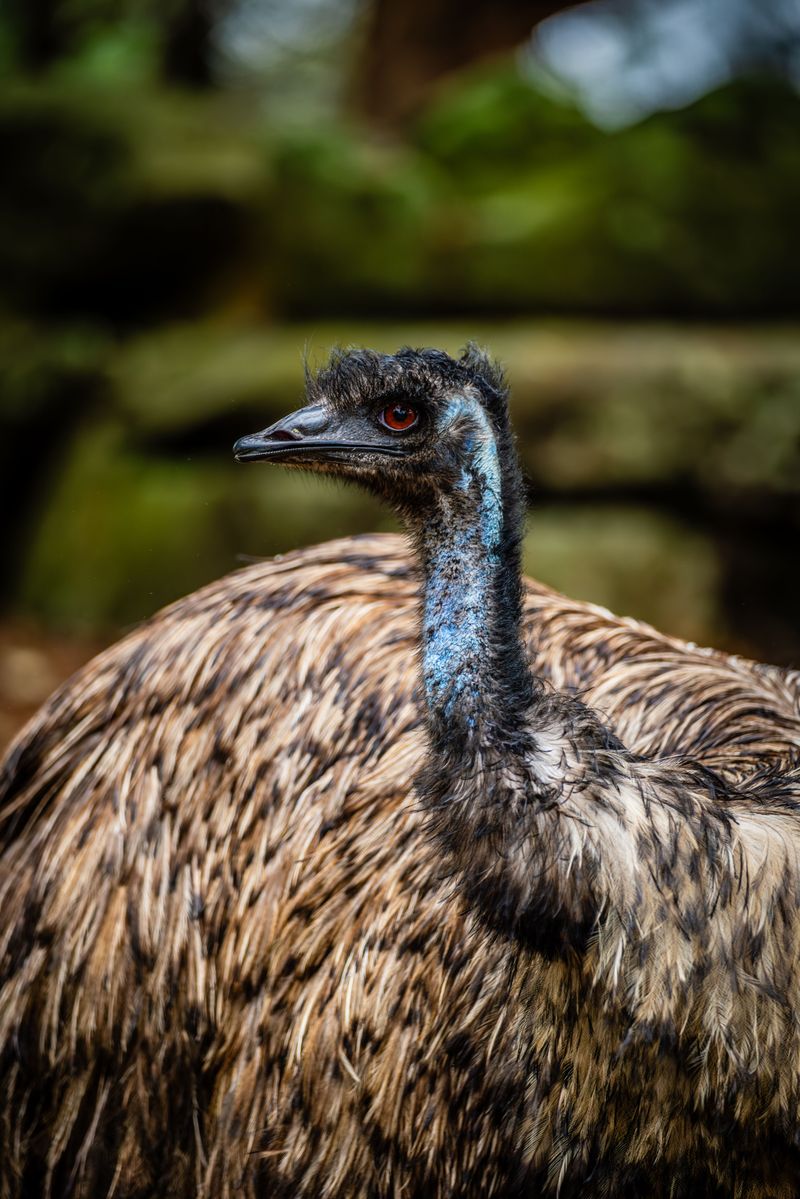 Kookaburras, Emus and Singing Dogs From Down Under